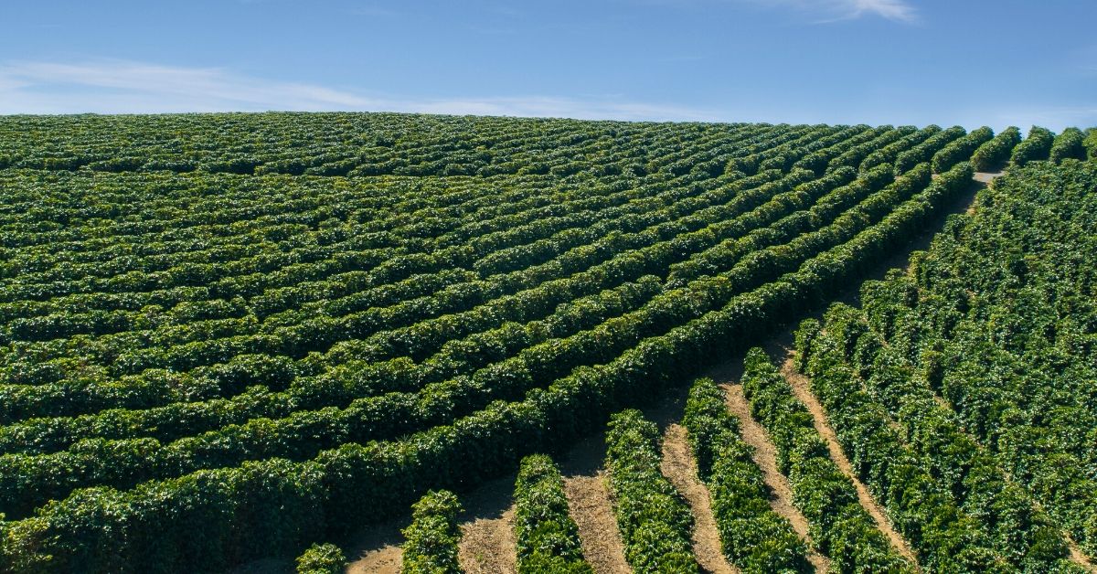 BioLynceus Lot 125 Results